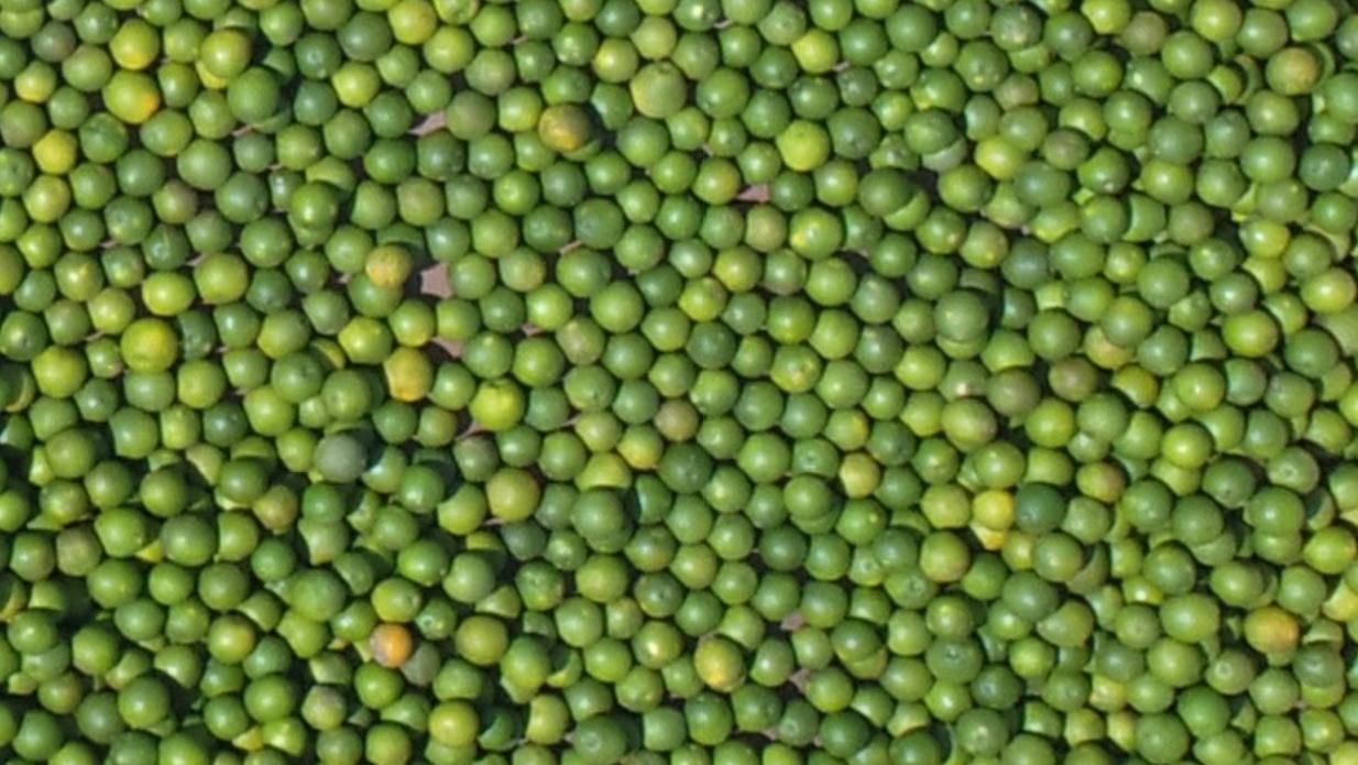 suriname citrus